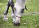 650A2171 Lipizzaner im Burggarten Foto Pfluegl 160719